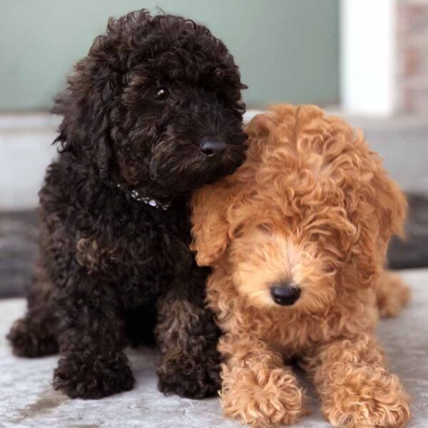 Low-shedding, intelligent Labradoodle puppies for sale, great for families.