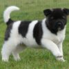 Quiet and obedient Akitas, affectionate with family, protective, and independent-minded.