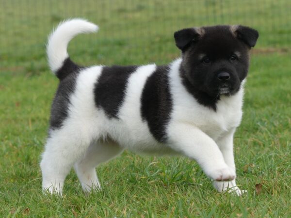 Quiet and obedient Akitas, affectionate with family, protective, and independent-minded.