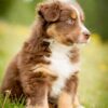 Intelligent and loyal Australian Shepherds, energetic dogs that love outdoor adventures with their owners.