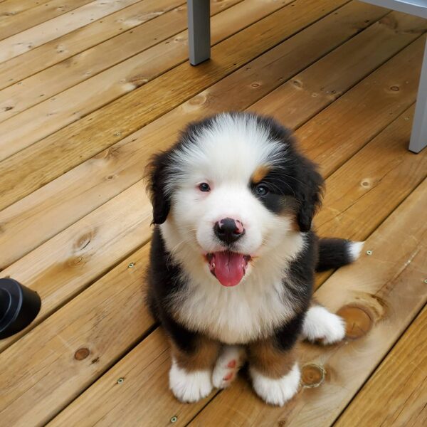 Loyal and affectionate Bernese Mountain Dogs, perfect family companions with a gentle nature.