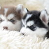 Siberian Husky puppies for sale, friendly and playful companions for families.