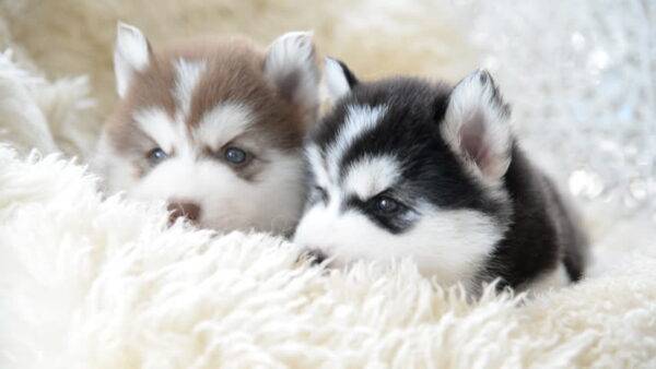 Siberian Husky puppies for sale, friendly and playful companions for families.