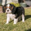 Affectionate and adaptable Cavaliers, great with children, easy to train, and social with other pets.