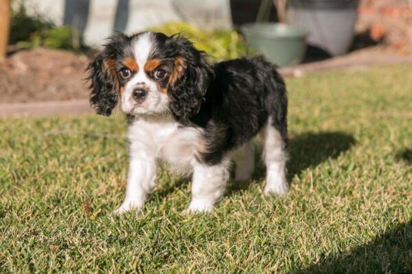 Affectionate and adaptable Cavaliers, great with children, easy to train, and social with other pets.