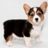 Welsh Corgis, loyal and loving pets, easy to train, low-maintenance, and great watchdogs.