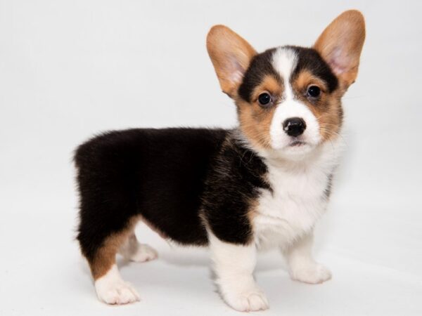 Welsh Corgis, loyal and loving pets, easy to train, low-maintenance, and great watchdogs.