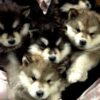 High-energy Alaskan Malamutes needing exercise, ideal for experienced owners with space to roam.