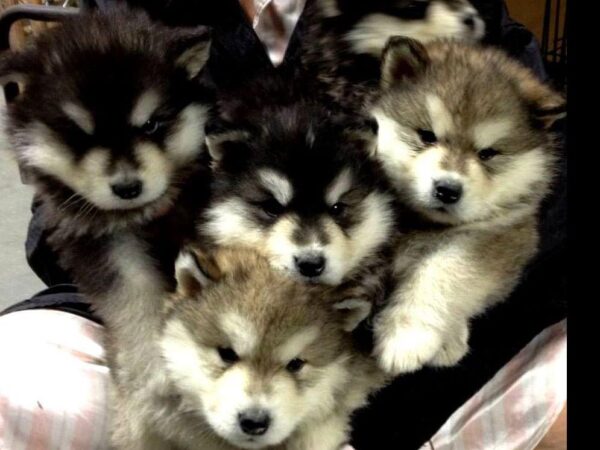 High-energy Alaskan Malamutes needing exercise, ideal for experienced owners with space to roam.