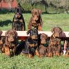 Loyal Doberman puppy for sale online, intelligent, low-maintenance, and great for active families.