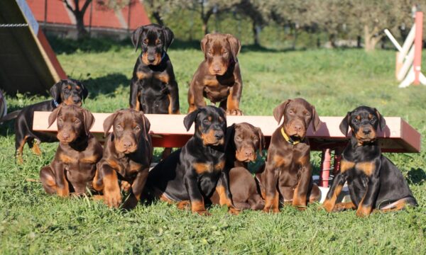 Loyal Doberman puppy for sale online, intelligent, low-maintenance, and great for active families.