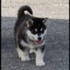 High-energy Alaskan Malamutes needing exercise, ideal for experienced owners with space to roam.