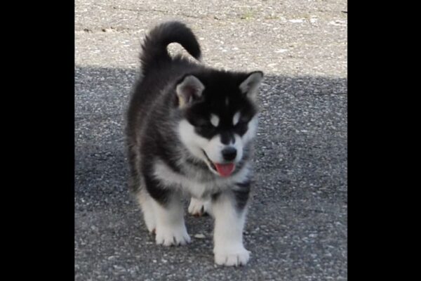 High-energy Alaskan Malamutes needing exercise, ideal for experienced owners with space to roam.