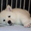 High-energy Alaskan Malamutes needing exercise, ideal for experienced owners with space to roam.