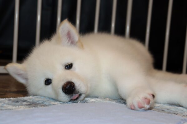 High-energy Alaskan Malamutes needing exercise, ideal for experienced owners with space to roam.