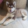 High-energy Alaskan Malamutes needing exercise, ideal for experienced owners with space to roam.