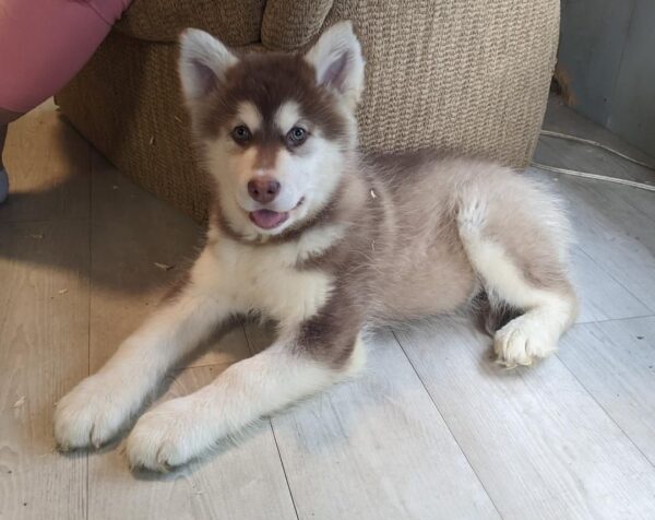 High-energy Alaskan Malamutes needing exercise, ideal for experienced owners with space to roam.