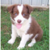 Border Collie Puppies for Sale Online: Healthy & Active