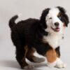 Loyal and affectionate Bernese Mountain Dogs, perfect family companions with a gentle nature.
