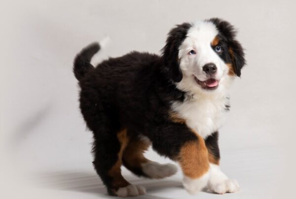 Loyal and affectionate Bernese Mountain Dogs, perfect family companions with a gentle nature.