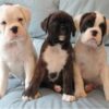 Playful and affectionate Boxers, intelligent and energetic, ideal for active families.