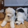 Affectionate Old English Sheepdog puppies for sale, loyal and family-friendly.