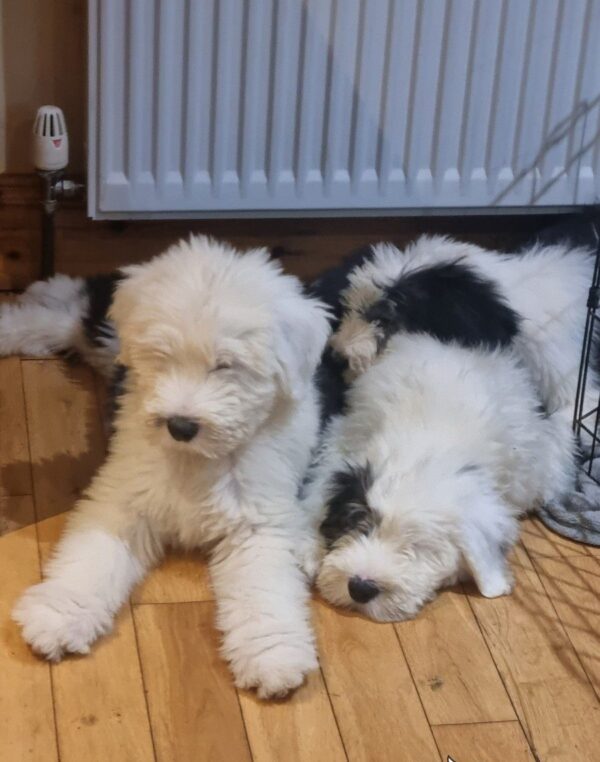 Affectionate Old English Sheepdog puppies for sale, loyal and family-friendly.