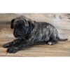 Loyal and protective Bullmastiff, ideal family pet for homes with older children.