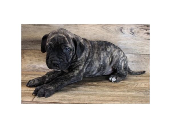 Loyal and protective Bullmastiff, ideal family pet for homes with older children.