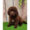 Gentle, family-friendly Newfoundland puppies for sale, great with kids and pets.