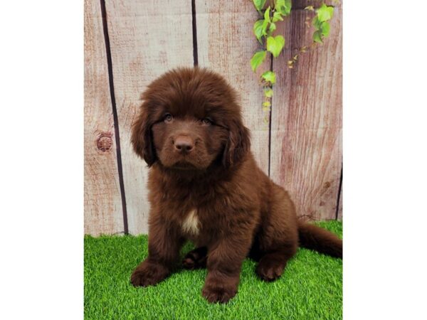Gentle, family-friendly Newfoundland puppies for sale, great with kids and pets.