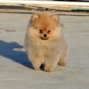 Playful, loyal Pomeranian puppy for adoption, family-friendly and apartment-adaptable.