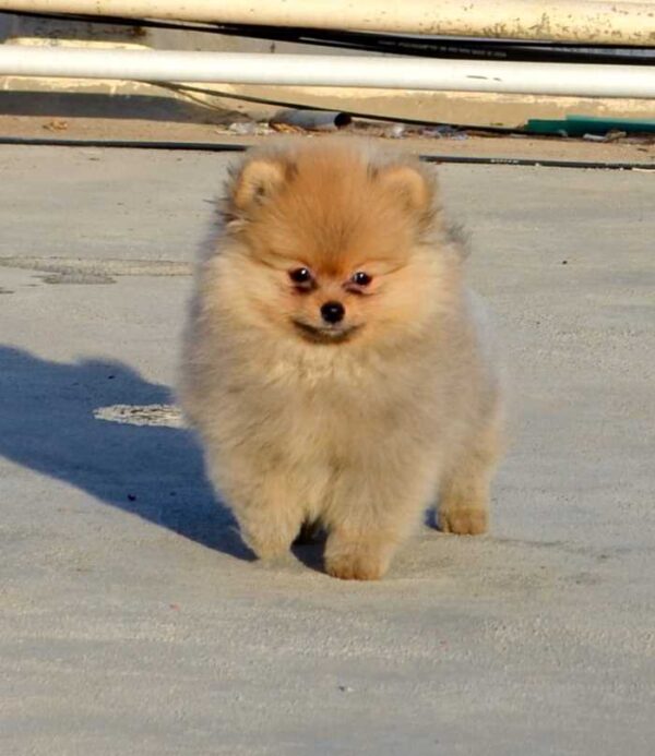 Playful, loyal Pomeranian puppy for adoption, family-friendly and apartment-adaptable.