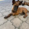 Purebred Belgian Shepherd dogs available for online adoption.