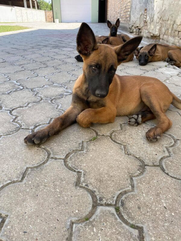 Purebred Belgian Shepherd dogs available for online adoption.