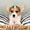 Welsh Corgis, loyal and loving pets, easy to train, low-maintenance, and great watchdogs.
