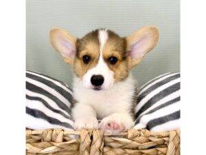 Welsh Corgis, loyal and loving pets, easy to train, low-maintenance, and great watchdogs.