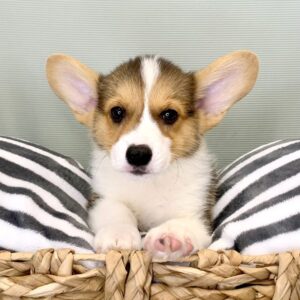 Welsh Corgis, loyal and loving pets, easy to train, low-maintenance, and great watchdogs.