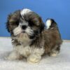 Adorable Shih Tzu puppies for sale in the USA, perfect furry companions at affordable prices.