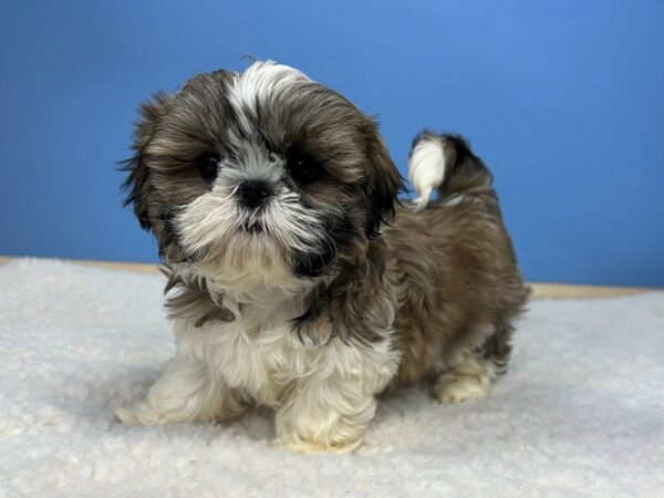 Adorable Shih Tzu puppies for sale in the USA, perfect furry companions at affordable prices.