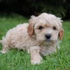 People-oriented Cavapoos, great with kids, social, and ideal for first-time dog owners.