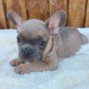 French Bulldog puppies for sale online, friendly, adaptable, and low-maintenance.