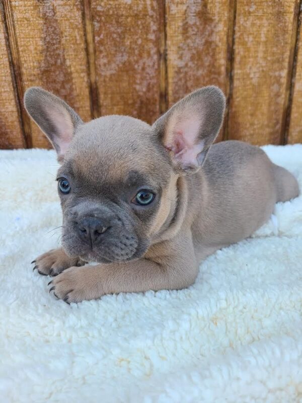 French Bulldog puppies for sale online, friendly, adaptable, and low-maintenance.