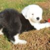 Affectionate Old English Sheepdog puppies for sale, loyal and family-friendly.