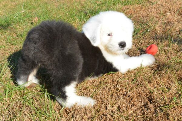 Affectionate Old English Sheepdog puppies for sale, loyal and family-friendly.