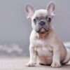 French Bulldog puppies for sale online, friendly, adaptable, and low-maintenance.