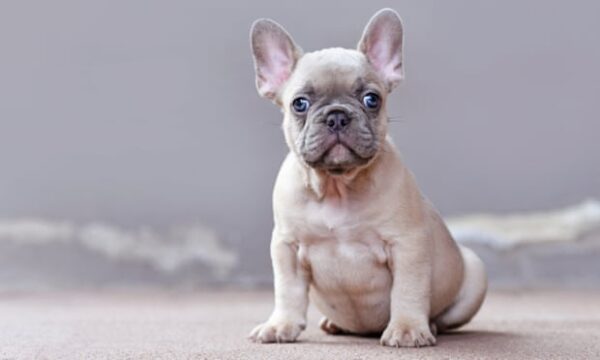 French Bulldog puppies for sale online, friendly, adaptable, and low-maintenance.