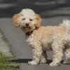 People-oriented Cavapoos, great with kids, social, and ideal for first-time dog owners.