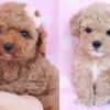 Small, intelligent Teacup Toy Poodle puppies for sale, ideal companions.