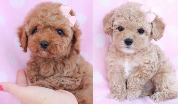 Small, intelligent Teacup Toy Poodle puppies for sale, ideal companions.